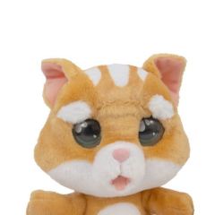 EMOTION PETS Evcil Hayvanlar Kedi Yavrusu